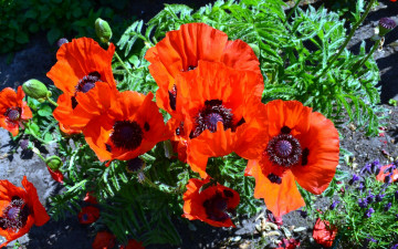 Картинка цветы маки алый