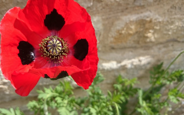 Картинка цветы маки алый макро