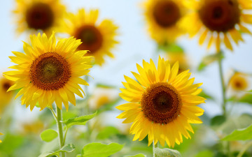 Картинка цветы подсолнухи макро желтый лето