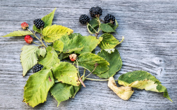 Картинка еда ежевика ягоды листья