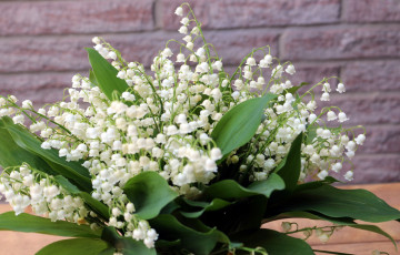 Картинка цветы ландыши майский