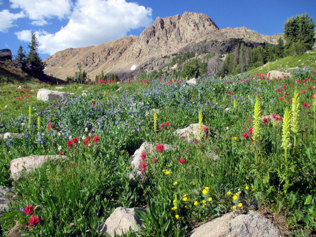 Обои картинки фото природа, горы, цветы, луг, небо, камни, гора, облако