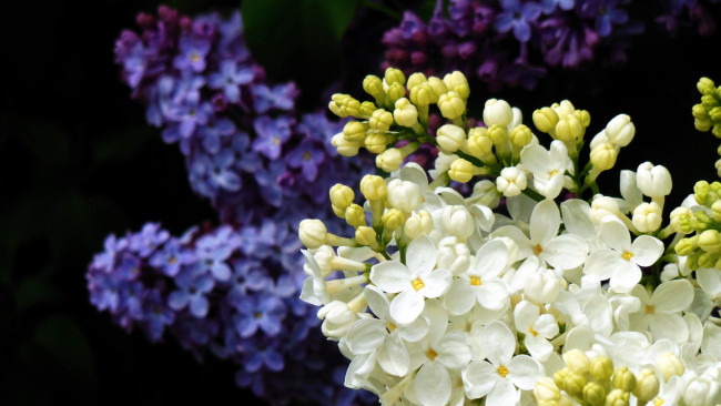 Обои картинки фото цветы, сирень, гроздья, весна