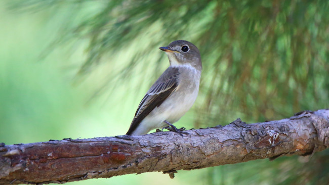 Обои картинки фото животные, птицы, ветка, птица