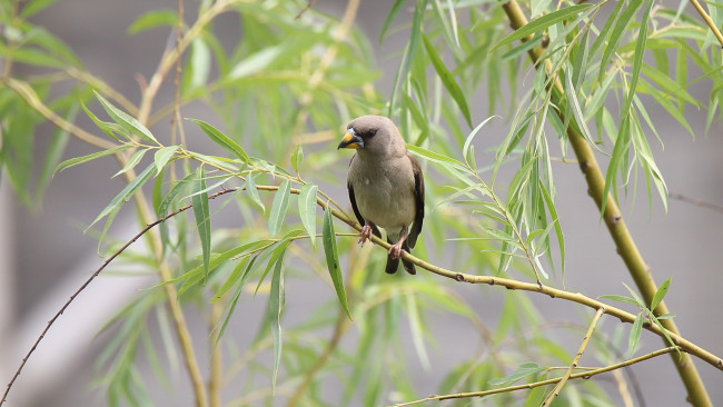 Обои картинки фото животные, птицы, ветка, птица