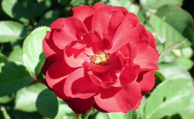 Обои картинки фото цветы, розы, макро