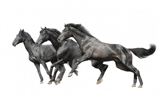 Обои картинки фото животные, лошади, кони, белый, фон, вороные