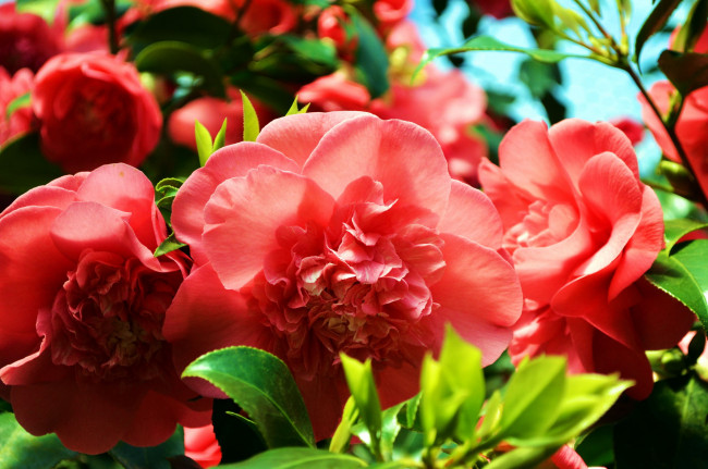 Обои картинки фото цветы, камелии, розовый