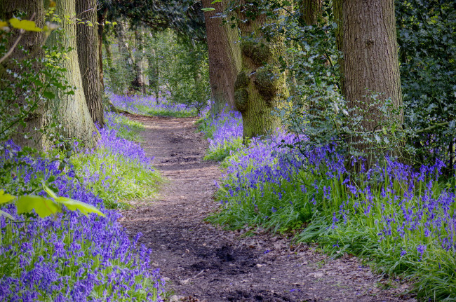 Обои картинки фото природа, дороги, цветы, тропинка, лес