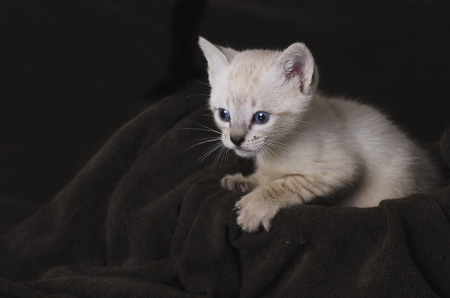 Обои картинки фото животные, коты, котенок, малыш, мордочка