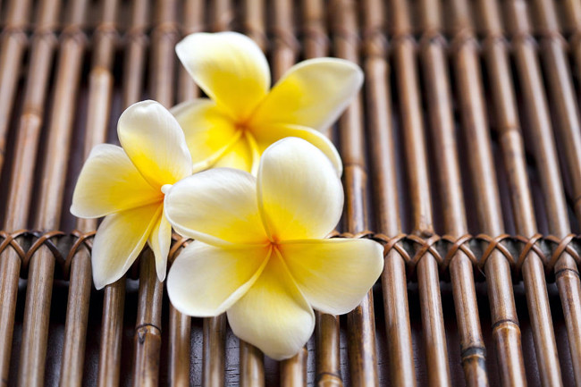 Обои картинки фото цветы, плюмерия, макро, лепестки