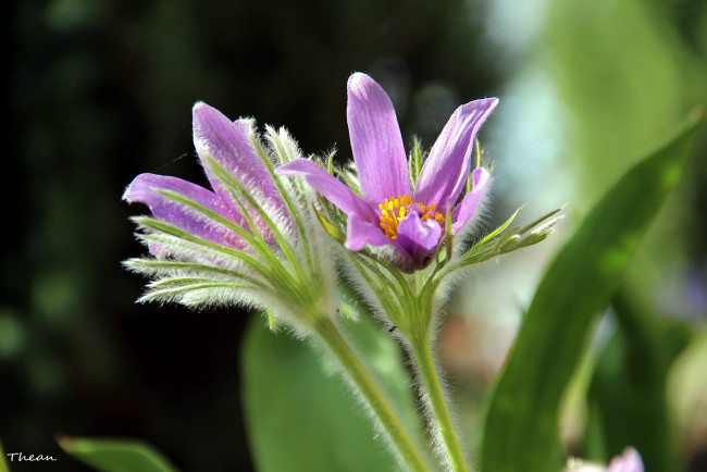 Обои картинки фото цветы, анемоны,  сон-трава, первоцвет, сон-трава