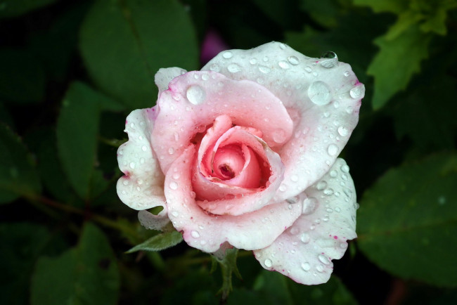 Обои картинки фото цветы, розы, капли, бутон