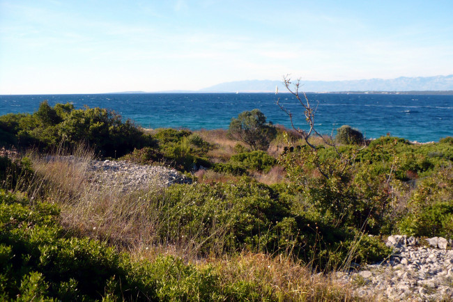 Обои картинки фото природа, побережье, море, кусты, вода