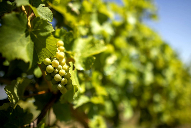 Обои картинки фото природа, Ягоды,  виноград, гроздь