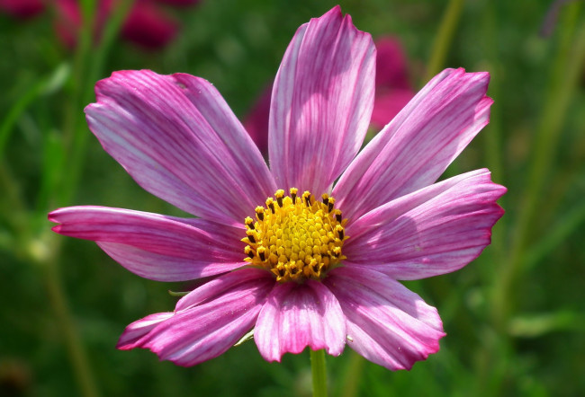 Обои картинки фото цветы, космея, макро