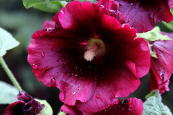 Картинка цветы мальвы растения мальва флора макро лето