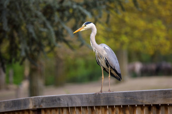Картинка животные цапли +выпи зоопарк краски птицы цапля