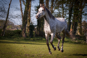 Картинка животные лошади лошадь окрас грива большая