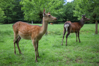 Картинка животные олени звери лето природа