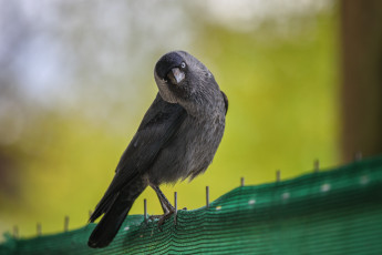 Картинка животные птицы брызги вода галка красиво любопытство птица смешно
