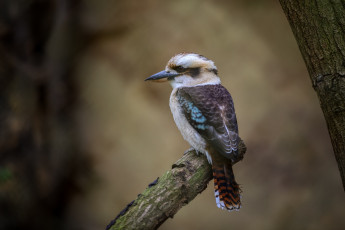 Картинка животные птицы зоопарк краски