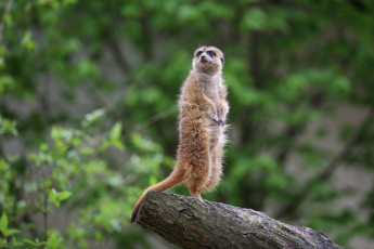 Картинка животные сурикаты зоопарк сурикат толстяк часовой