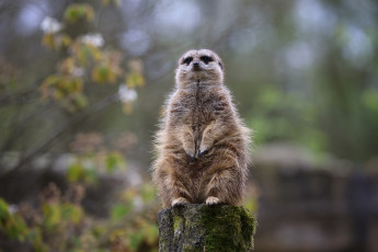 Картинка животные сурикаты зоопарк сурикат толстяк часовой