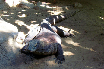 Картинка животные Ящерицы +игуаны +вараны песок камни