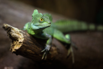 Картинка животные Ящерицы +игуаны +вараны зоопарк игуана ящерица зеленая фон