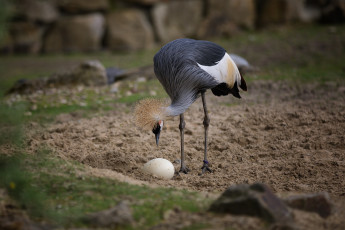 Картинка животные журавли венценосный журавль зоопарк краски птицы