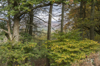 Картинка природа лес простор