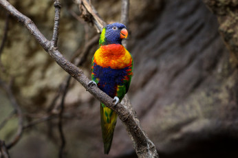 Картинка животные попугаи зоопарк красиво птица