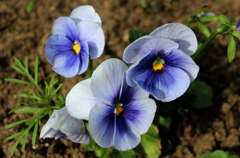 Картинка цветы анютины+глазки+ садовые+фиалки флора растения макро анютины глазки садовые лето