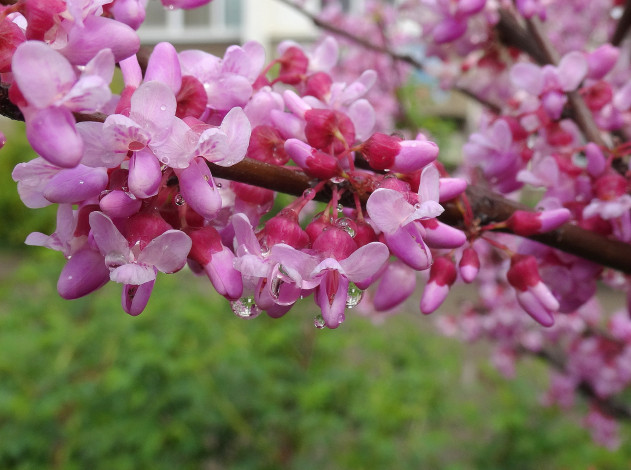 Обои картинки фото цветы, цветущие деревья ,  кустарники, церцис, европейский, иудово, дерево, иудино, цветущие, деревья, весна, 2017, багряник, обыкновенный, краснодар