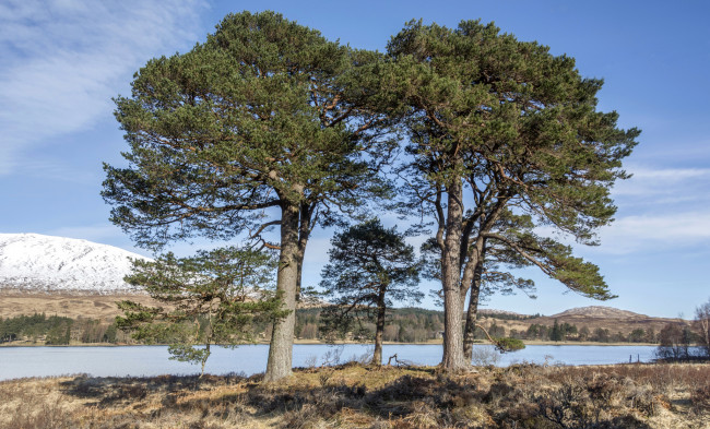 Обои картинки фото природа, деревья, простор