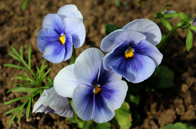 Обои картинки фото цветы, анютины глазки , садовые фиалки, флора, растения, макро, анютины, глазки, садовые, лето