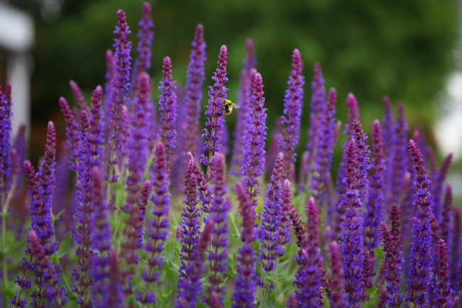 Обои картинки фото цветы, лаванда, красиво, лето