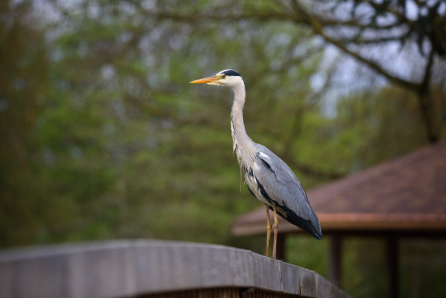 Обои картинки фото животные, цапли,  выпи, зоопарк, краски, птицы, цапля
