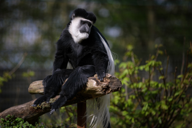 Обои картинки фото животные, обезьяны, зоопарк, колобус, обезьяна