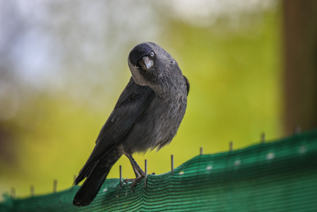 Обои картинки фото животные, птицы, брызги, вода, галка, красиво, любопытство, птица, смешно