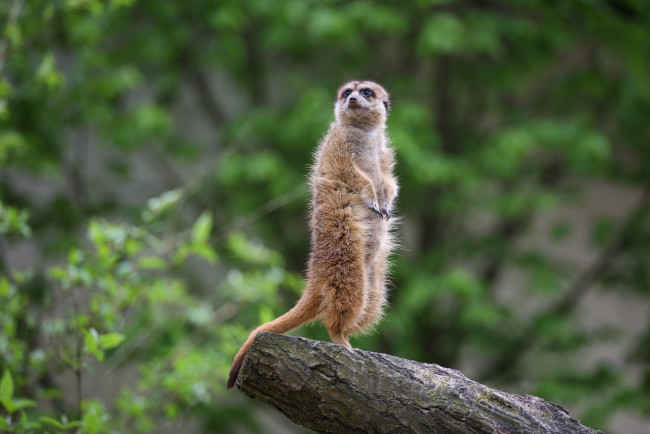 Обои картинки фото животные, сурикаты, зоопарк, сурикат, толстяк, часовой
