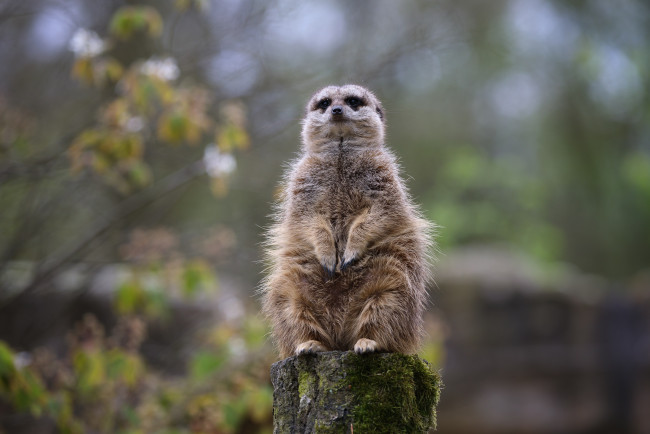 Обои картинки фото животные, сурикаты, зоопарк, сурикат, толстяк, часовой