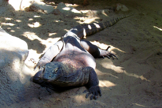 Обои картинки фото животные, Ящерицы,  игуаны,  вараны, песок, камни