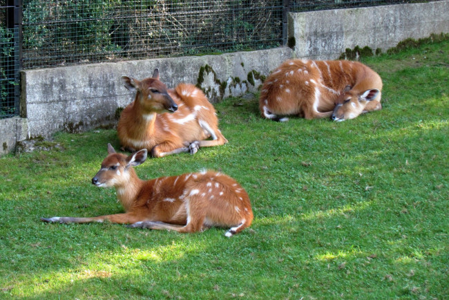 Обои картинки фото зоопарк, животные, - другое, трава, трое, решетка