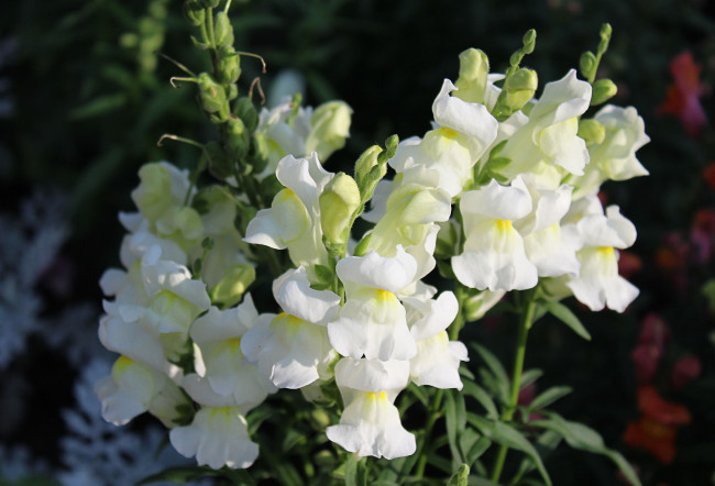 Обои картинки фото цветы, львиный зев, лето, растения, макро, флора, садовые, львиный, зев