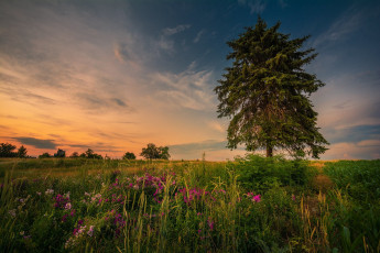 Картинка природа луга простор