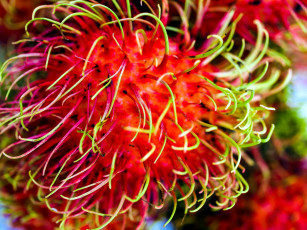 Картинка еда рамбутан экзотический фрукт