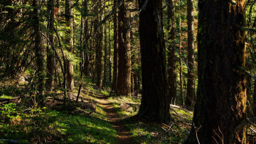 Картинка природа лес сосны тропинка