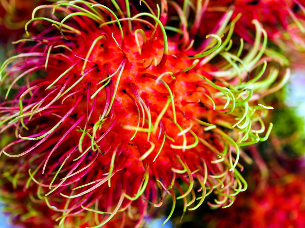 Обои картинки фото еда, рамбутан, экзотический, фрукт